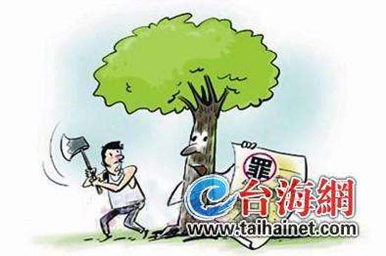 涉嫌盜砍林木被立案調查者當選村支書引質疑