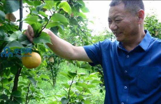 閬中-振興鄉村經濟發展與黃梨為伴的皇梨人   宋興衛