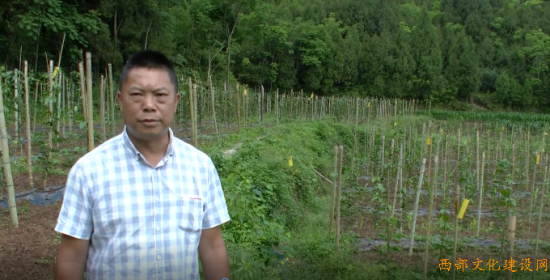 南充順慶區李家鎮大堰山村興源穗家庭農場「百香果」惹人愛