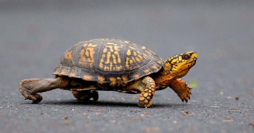 一名香港女子對企圖從美國向加拿大跨湖走私東部箱龜的指控認罪