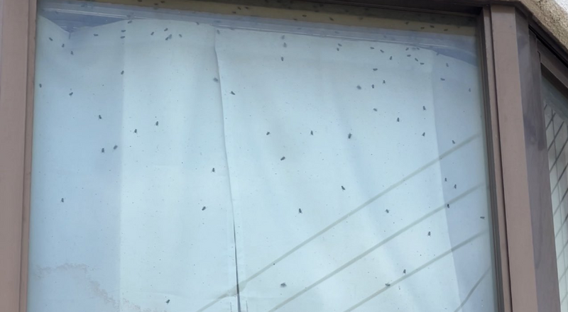 悚!看到鄰居窗戶爬滿蒼蠅察覺有異 報警驚見「孤獨死」