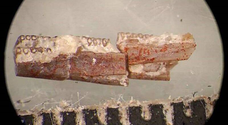 科学家发现2亿年前新翼龙物种 命名「灰翼黎明女神」