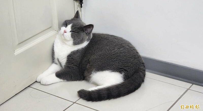 房东恶梦！女租客养8只猫 新房子地板被猫尿泡烂