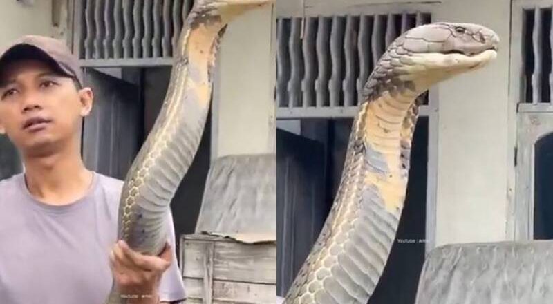 比人还大！印度男徒手抓超巨「眼镜王蛇」影片曝