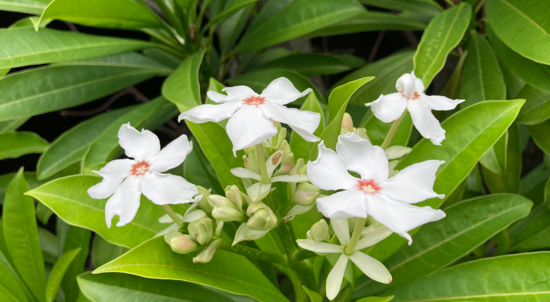 赴冲绳旅游小心这种白色花朵！整株都有毒切勿触碰
