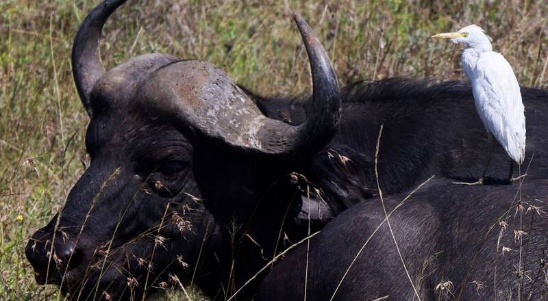 惊悚悲剧！刚从拍卖会带回2头水牛 美农夫惨遭攻击身亡