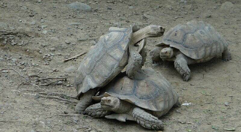 动物园的蝴蝶也有人偷!19年前7保育龟也遭窃