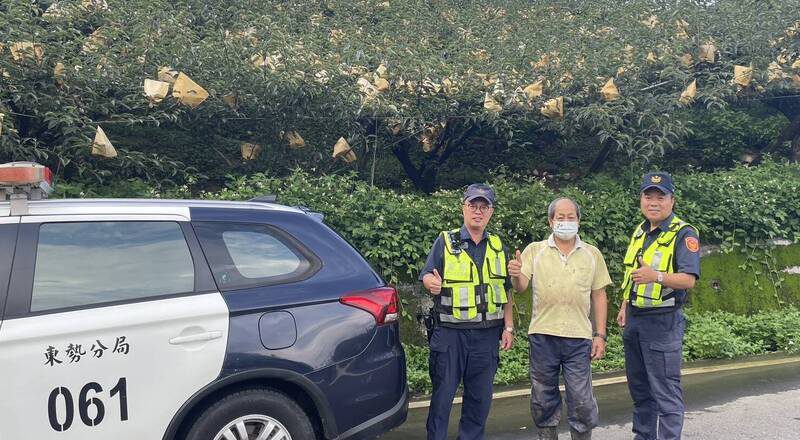 台中山城高接梨采收 东势警启动护农专案