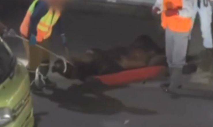 北海道咬死送报员棕熊被射杀 DNA比对揭4年前就曾「犯案」