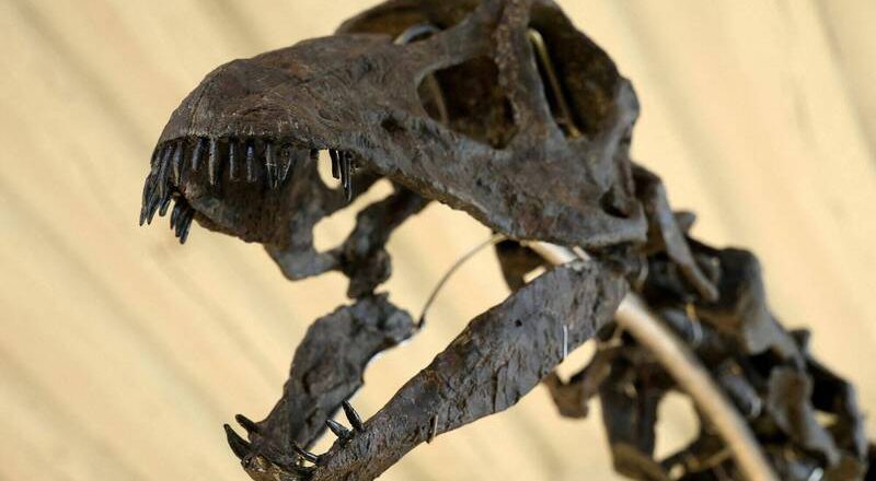 谁说恐龙只能猛吼! 中国出土草食恐龙「这结构」 声音竟如鸟叫