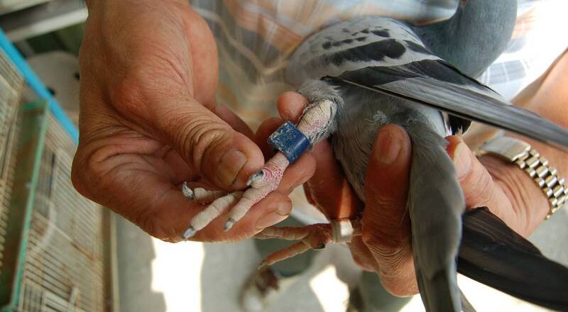 20多鴿主受害！擄鴿勒贖3人組被判刑