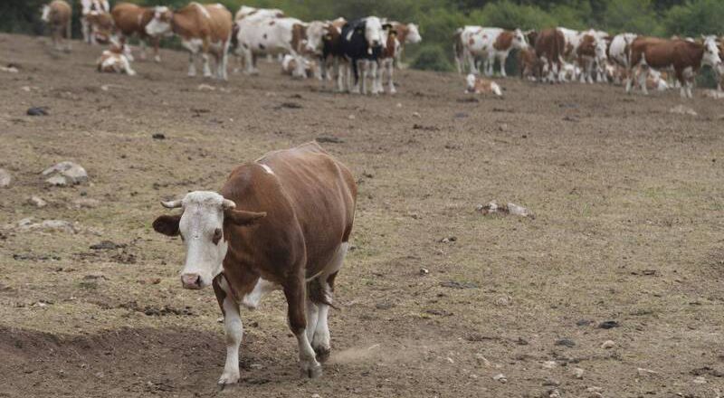 塞尔维亚面临近年最严重干旱 山区以水箱取代泉水应急