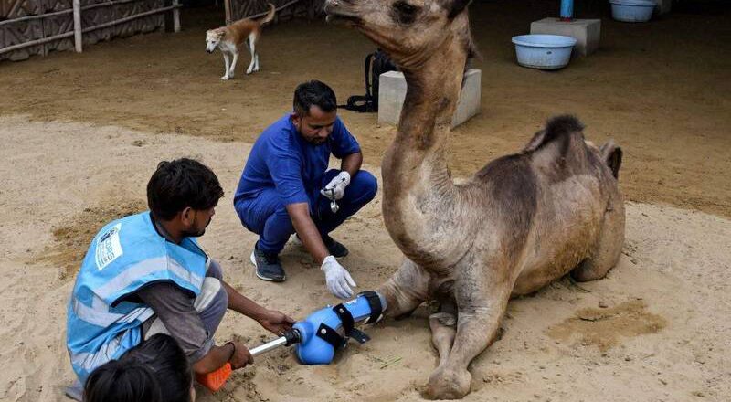 巴國首例大型動物裝義肢 駱駝「卡米」恢復四肢行走