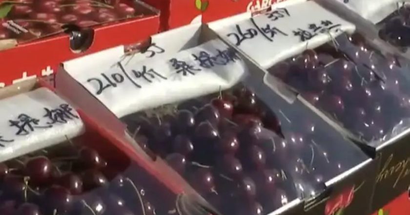 逾50万吨智利樱桃将进口大陆 批发商：价格战害「比去年更不赚钱」
