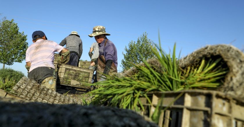辽宁新规给农民评职称  网友怒批